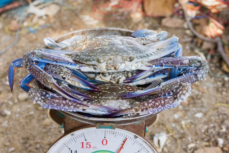 Crab put on the scales to await for buyの写真素材