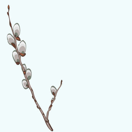 Pussy-willow vector colorful botanical sketch hand drawn. Decorative graphic floral element for florist shop, greeting card, wedding invitationsのイラスト素材