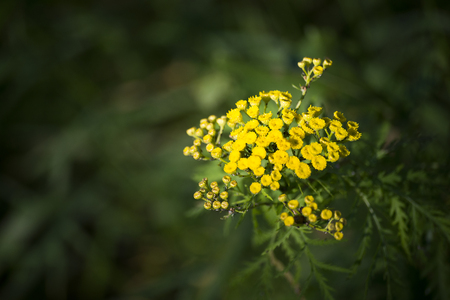 flower plant on blurred backgroundの写真素材