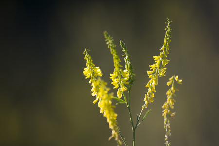 flower plant on blurred backgroundの写真素材