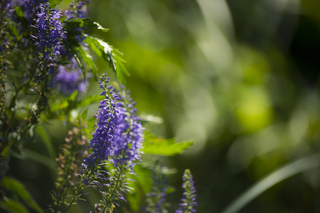 flower plant on blurred backgroundの写真素材