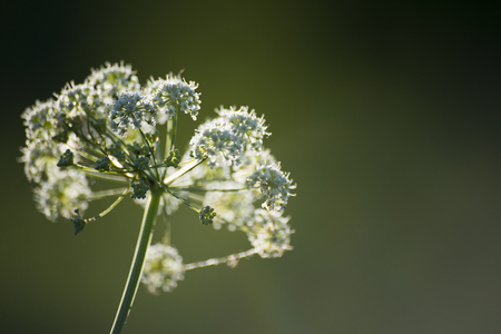 flower plant on blurred background