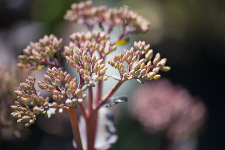flower plant on blurred backgroundの写真素材