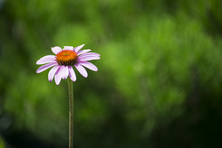 plant flower closeup on blurred background. Summerの写真素材