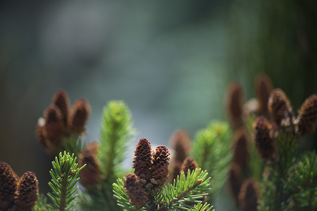 the fur-tree branch on blurred backgroundの写真素材