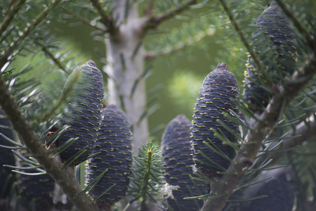the fur-tree branch on blurred backgroundの写真素材