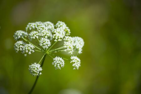 flower plant on blurred background