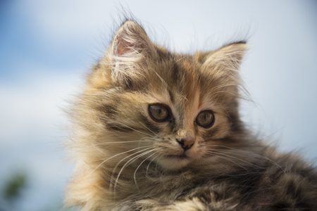 small, cute, beautiful, fluffy kitten close-up in daylightの写真素材