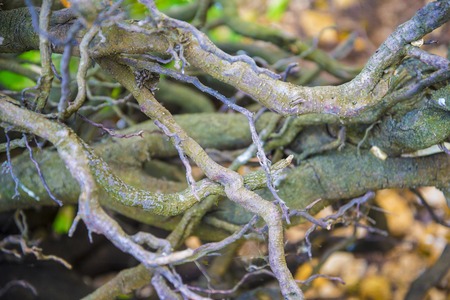 Tree roots very smallの写真素材