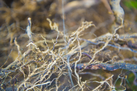 Tree roots very smallの写真素材