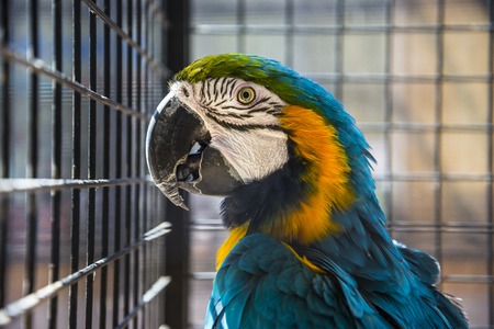 Big parrot close-up