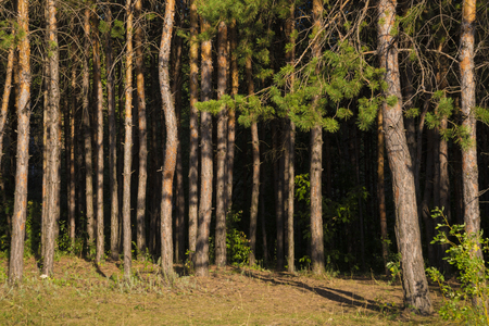 Russian forest in Samara region, Russia, illuminated by the sunの写真素材