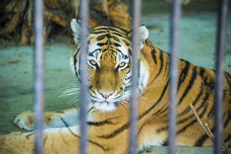 The tiger lies in the cage in the zoo looking through the bars.の写真素材