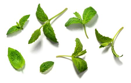 Mint leaf set on white background