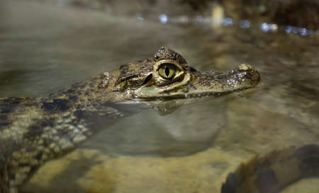Small crocodile head close-up at the zooの写真素材