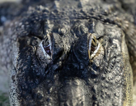 Head of a large crocodile close-up in the zooの写真素材