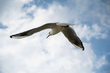 Sea gull flying against the background of clouds
