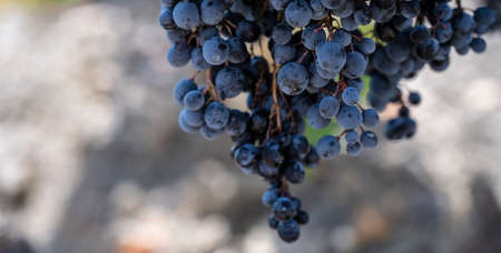 A bunch of blue ripe grapes on a branch in the Republic of Crimea, Russia. Clear Sunny day October 4, 2020の写真素材