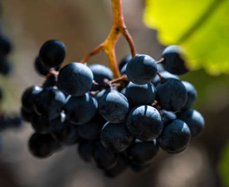 A bunch of blue ripe grapes on a branch in the Republic of Crimea, Russia. Clear Sunny day October 4, 2020の写真素材