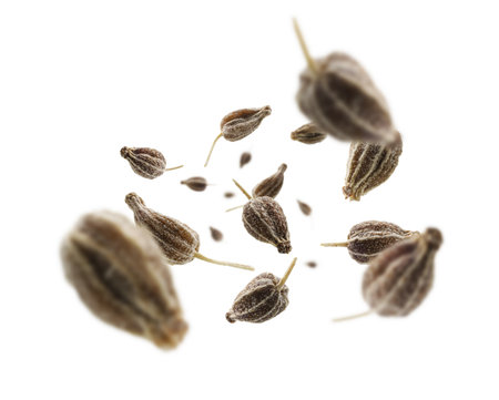 Anise seeds levitate on a white backgroundの写真素材