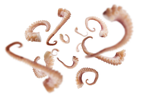 Squid tentacles levitate on a white backgroundの写真素材