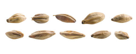 A set of barley malt grains. Isolated on a white backgroundの写真素材