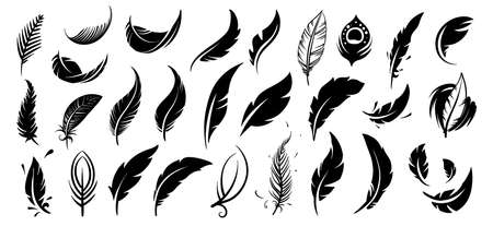 A set of drawn vector bird feathersのイラスト素材