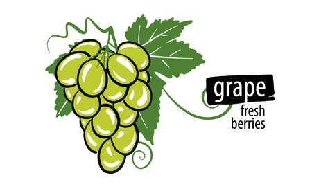 Drawn vector grape on a white backgroundのイラスト素材