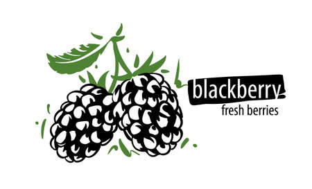 Drawn vector blackberry on a white backgroundのイラスト素材