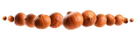 Ripe pumpkins levitate on a white backgroundの写真素材