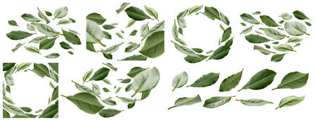A set of photos. Green Bay leaves levitate on a white backgroundの写真素材