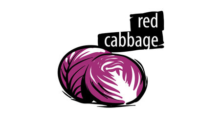 Drawn red cabbage isolated on a white backgroundのイラスト素材