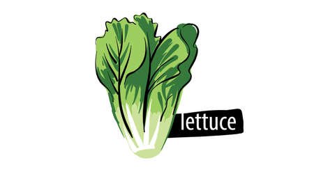 Drawn lettuce isolated on a white backgroundのイラスト素材