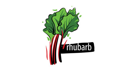 Drawn rhubarb isolated on a white background.のイラスト素材