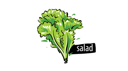 Drawn salad isolated on a white background.のイラスト素材