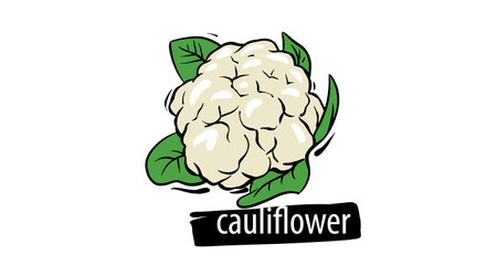 Drawn cauliflower isolated on a white background.のイラスト素材