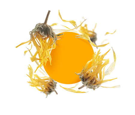 Dried dandelions.の写真素材