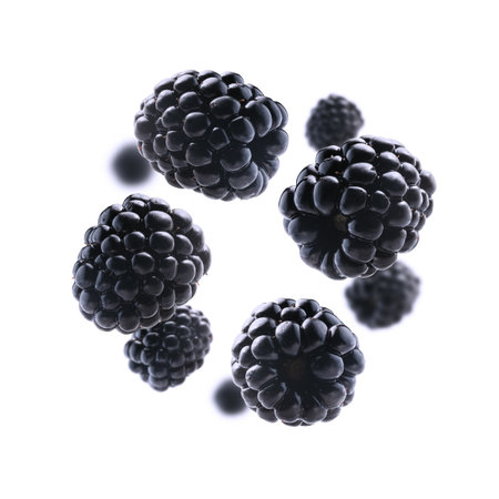 Fresh, juicy blackberries levitate on a clean, bright white backgroundの写真素材