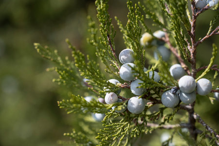 Detailed view of juniper with soft green background, Closeup of juniper berries illuminated by...