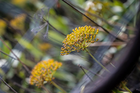 Bright floral display, Morning sunlight illuminates blossoms, Vivid yellow flower clusters on gentle...