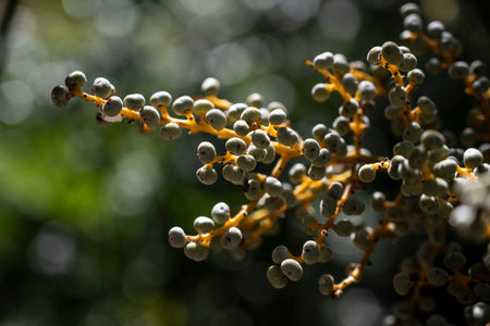 Clustered berries with dew and soft light, Delicate green ambiance featuring dewdrenched berries clustered calmly on branchの写真素材