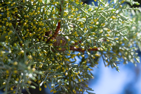 Plant scientist studies thorned stem, Expert observes and highlights textured thorns on rugged plant...