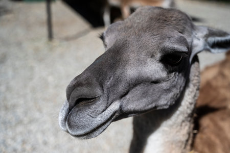 Calm llama appearance, Peaceful llama with soft coat, Tranquil llama with delicate facial features and gentle wool textureの写真素材