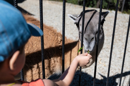Playful scene with child and llama sharing moment, Warm interaction between child and llama at petting zoo capturing connectionの写真素材