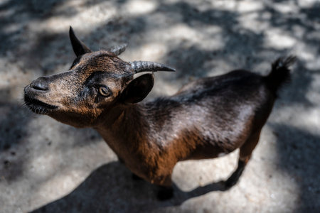 Small goat stands on fractured ground, Juvenile goat with shiny coat searches upward amid outdoor farm surroundings and leaf shadowsの写真素材