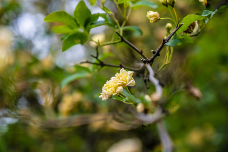 Bright osmanthus blooms in tranquil setting, Soft focus captures gentle beauty of blooming yellow osmanthus in quiet natureの写真素材