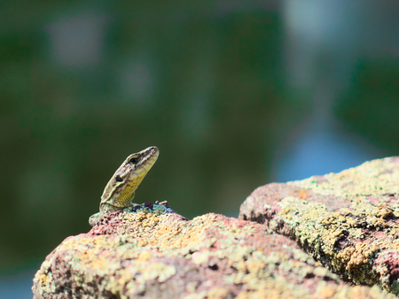 Lizard climbing up an old and sunny stone wallの写真素材