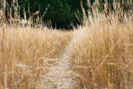 Small hiking trail on a meadowの写真素材