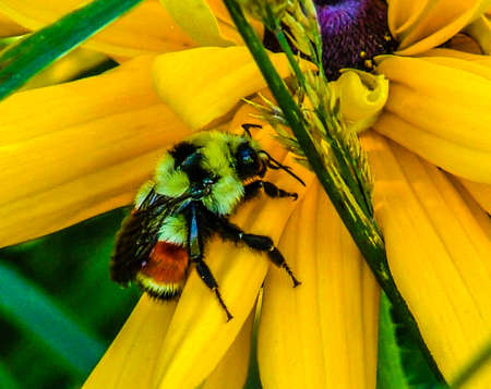 Bee on a wildflower, Calgary, Alberta, Canada