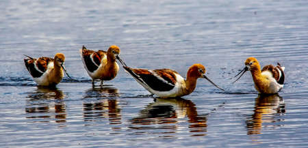 American Avocets, Inglewood Bird Sanctuary, Calgary, Alberta, Canadaの写真素材
